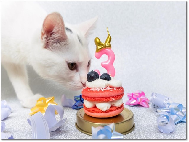 Kitten Birthday Celebration